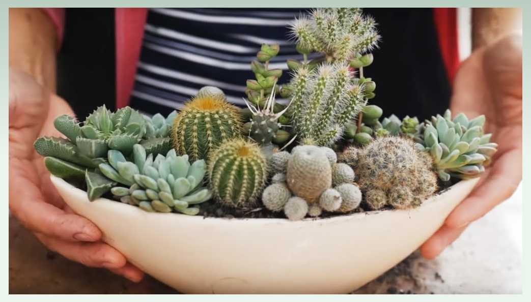 indoor-plants-business-ideas-cactus-arrangements