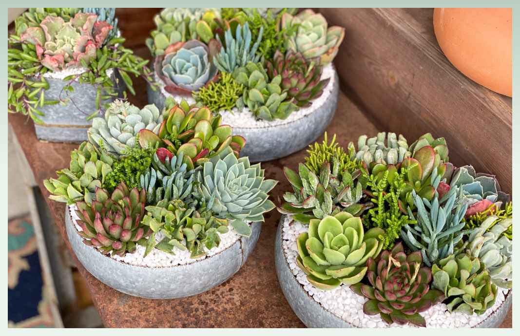 small-plant-business-ideas-succulents-arrangement