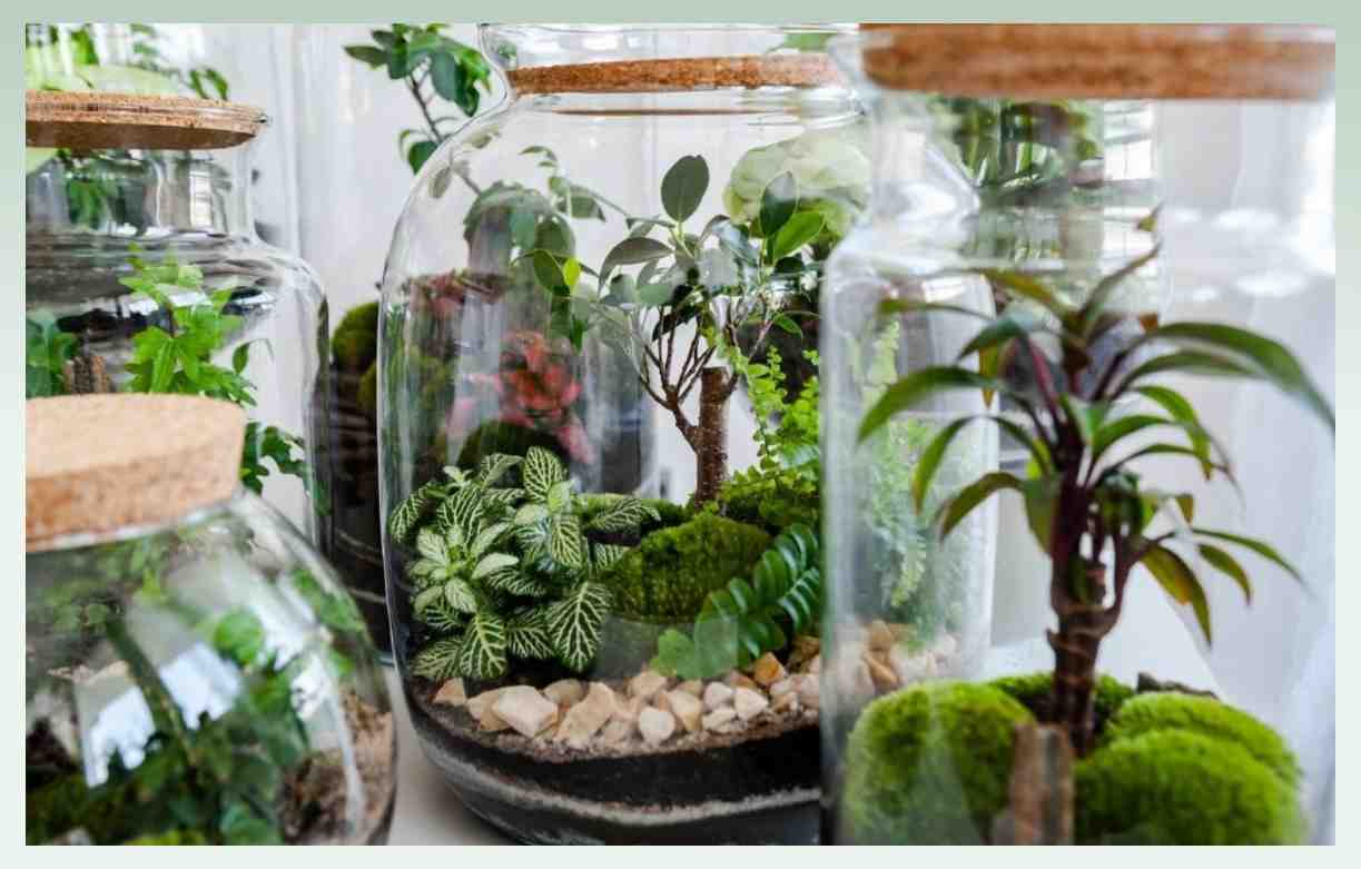 unique-plant-business-ideas-terrarium