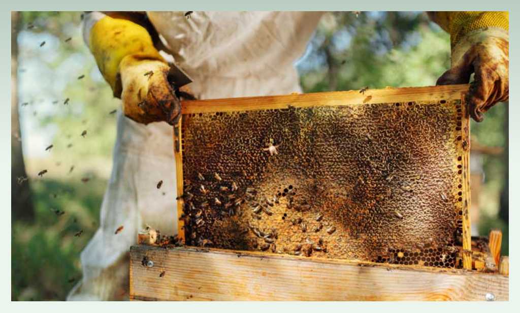beekeeping-profitable-business-ideas-for-farmer