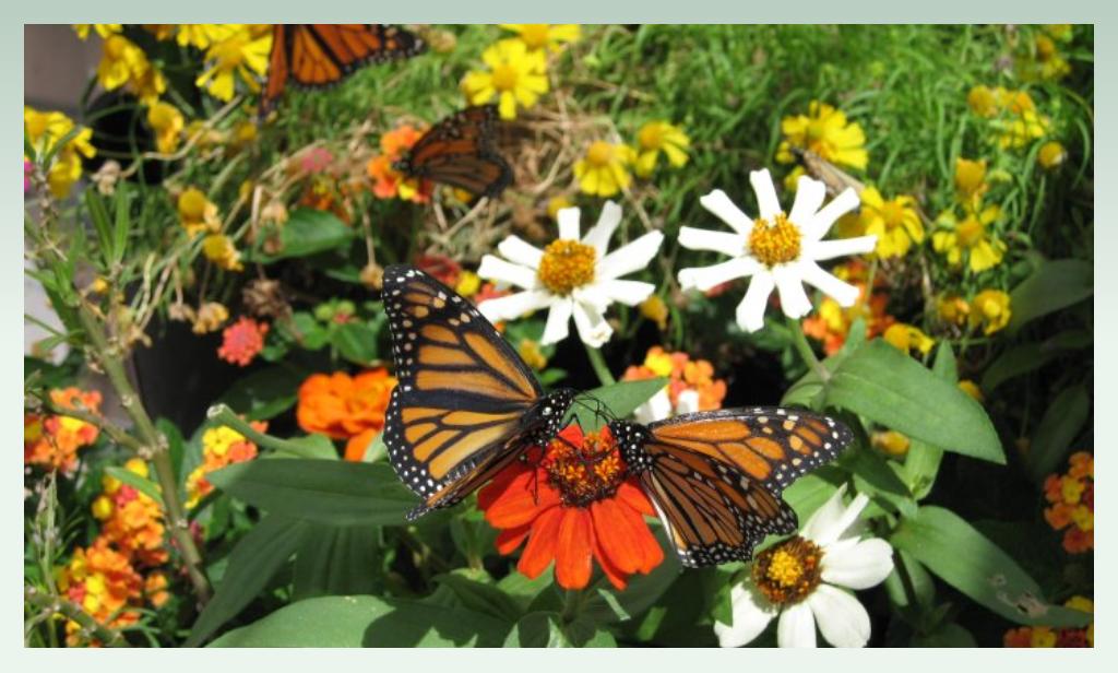 butterfly-farm-agricultural-ideas-for-small business