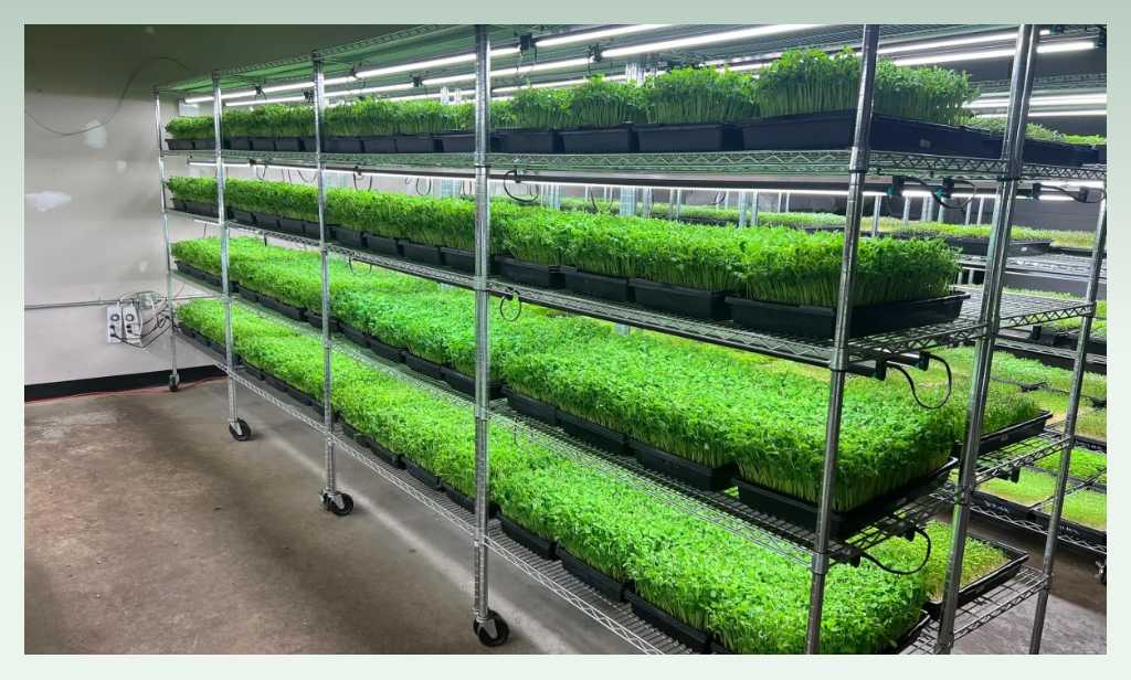 microgreens-farm-business-ideas-for-agriculture