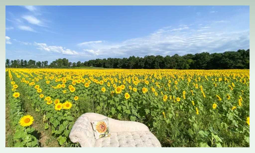 sunflower-farm-profitable-business-ideas-for-farmers