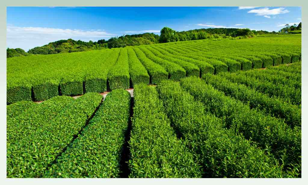 tea-farm-agricultural-related-business-ideas 