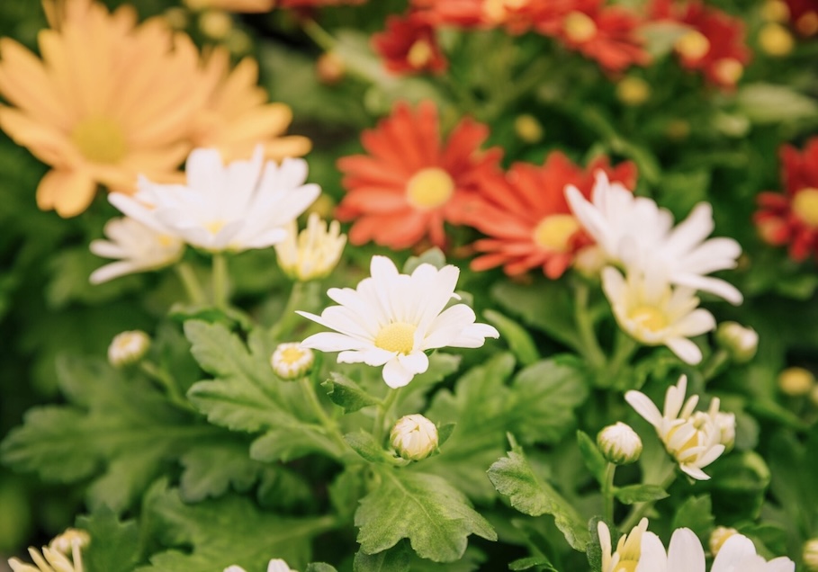 Flower-shop-names-7